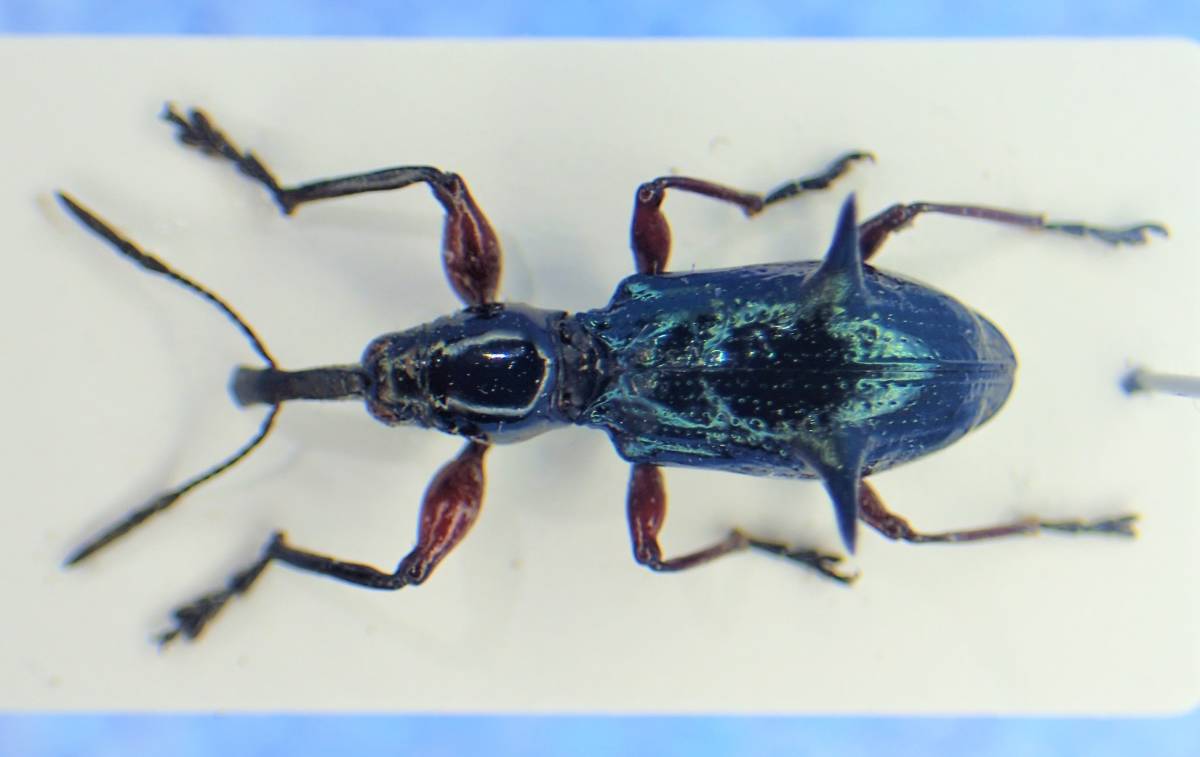 幻のミツギリゾウムシ 標本 昆虫標本 ミツギリゾウムシ ペア 福岡県