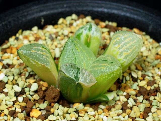 ハオルチア Haworthia picta モンスト 深海の女王 多肉植物 ハオルチア