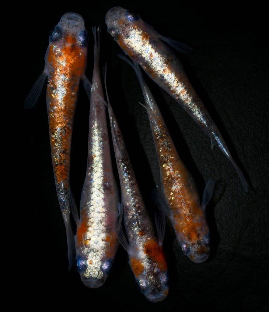 めだか…ジャパンブルー&紅灯。メダカセット めだか…ジャパンブルー&紅灯。メダカセット