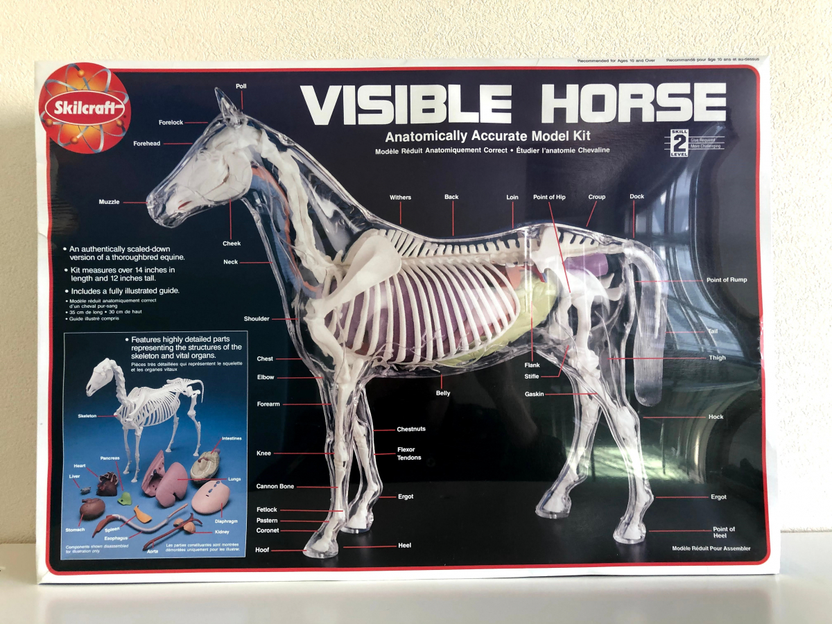 Skilcraft VISIBLE HORSE 馬 プラモデル 模型 新品】 [保管品]透視模型 骨格 Skilcraft VISIBLE HORSE Anatomically