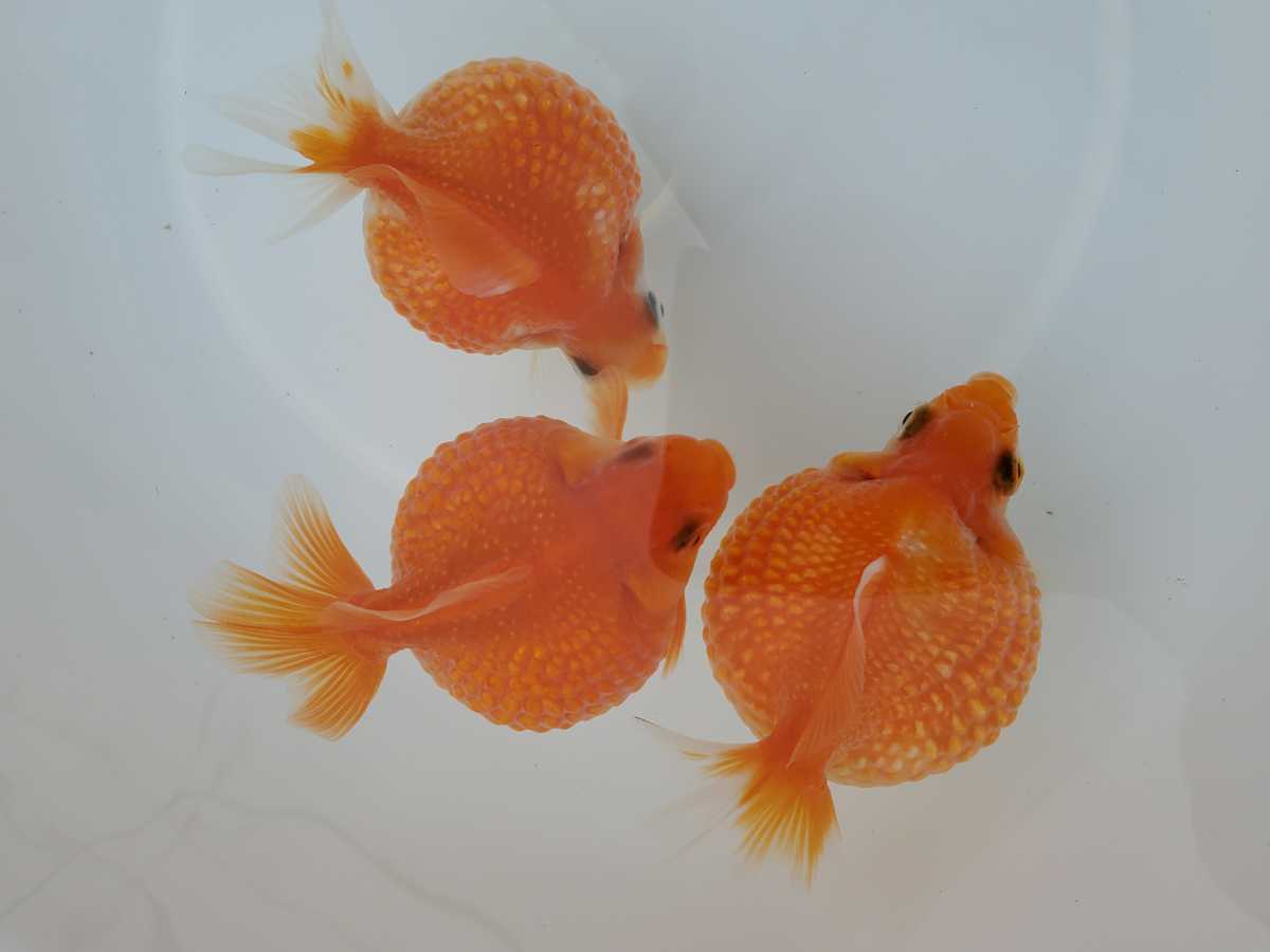 新品 国産 上質 まん丸 ピンポンパール 明け2歳 約8 8 5cm 3匹セット 金魚 観賞魚 可愛い 飼育 丈夫 の落札情報詳細 ヤフオク落札価格情報 オークフリー スマートフォン版 新品 国産 上質 まん丸 ピンポンパール 明け2歳 約8 8 5cm 3匹セット 金魚 観賞魚 可愛い 飼育 丈夫 の落札情報詳細 ヤフオク落札価格情報 オークフリー スマートフォン版