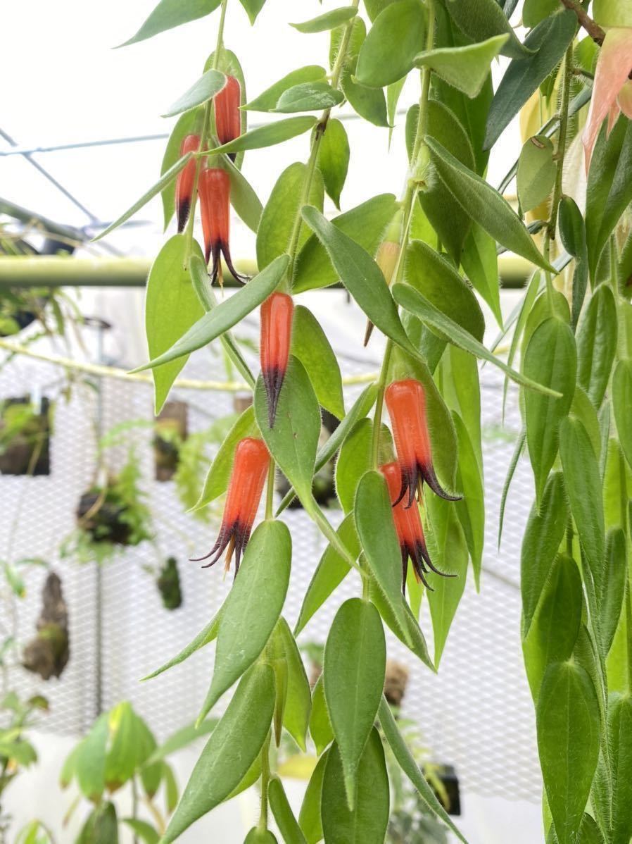Ceratostema rauhii — Ecuagenera Orquídeas del Ecuador