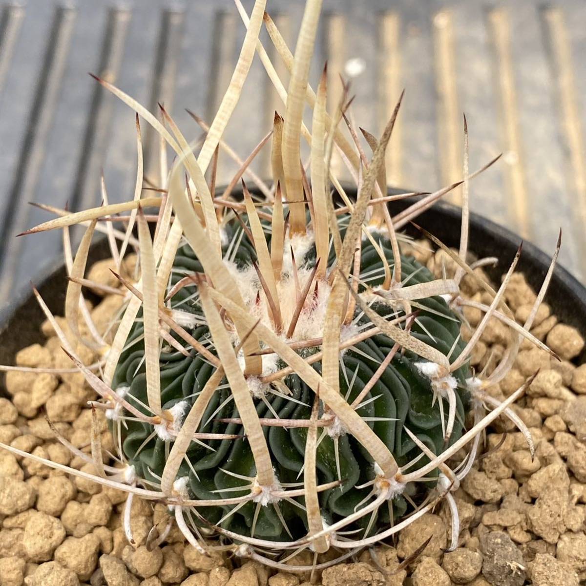 新品】◇エキノフォスロカクタス 長刺振武玉 ◇サボテン・多肉植物