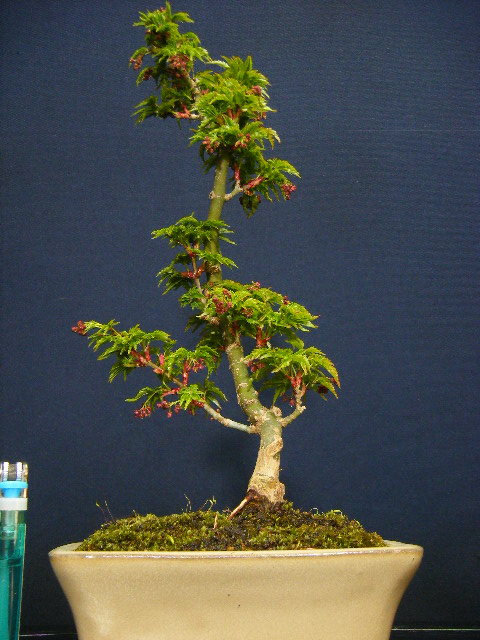 獅子頭モミジ”小品盆栽＞文人風模様木仕立て＞古木”樹高23cm もみじ