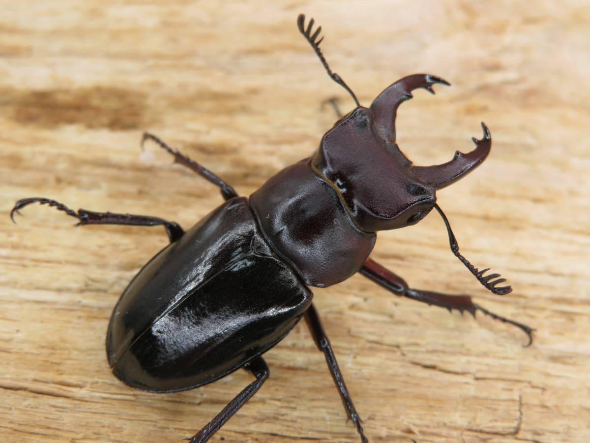 ミクラミヤマ 2ペア（御蔵島産）CBF1