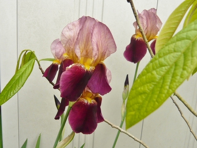 新品 ジャーマンアイリス 中5個 球根 株分け自家栽培 紫色系 ドイツ菖蒲 ドイツアヤメ レインボーフラワー ベアーデッドアイリス の落札情報詳細 ヤフオク落札価格情報 オークフリー スマートフォン版