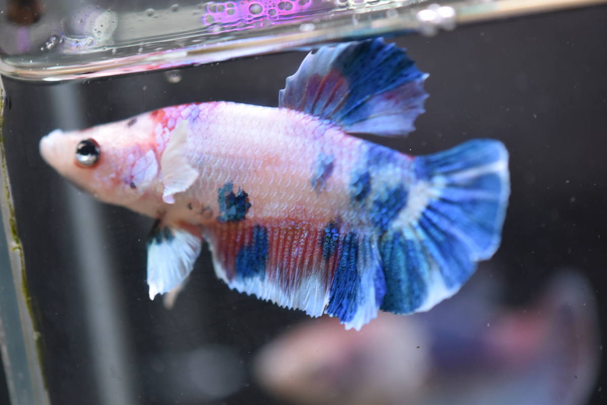 1 タイ現地セレクト極上ベタ ダンボ ブルーマーブルファンシー プラカット メス の落札情報詳細 ヤフオク落札価格情報 オークフリー スマートフォン版