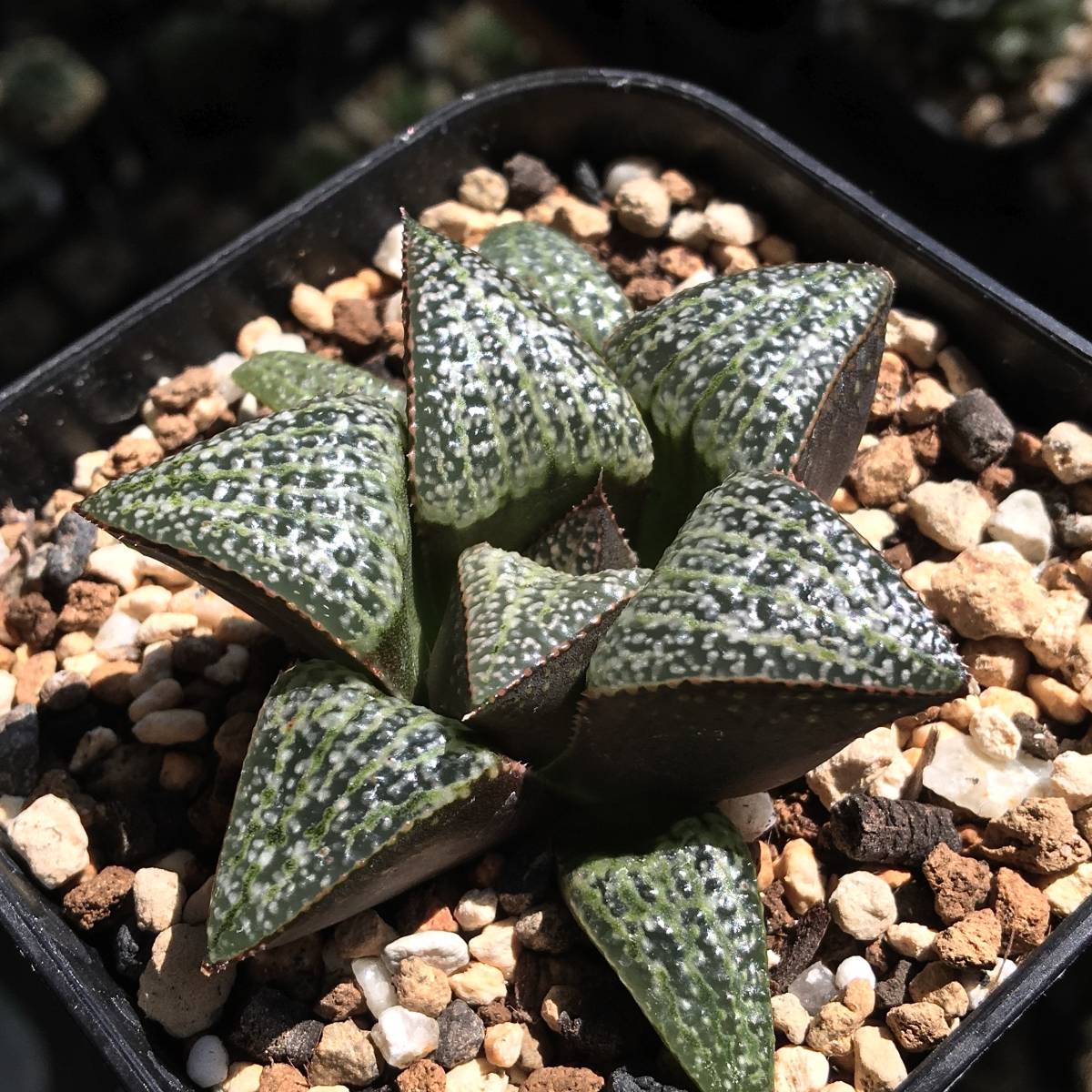 olive8　プロテア類　6種 アデニア – Hachi-8