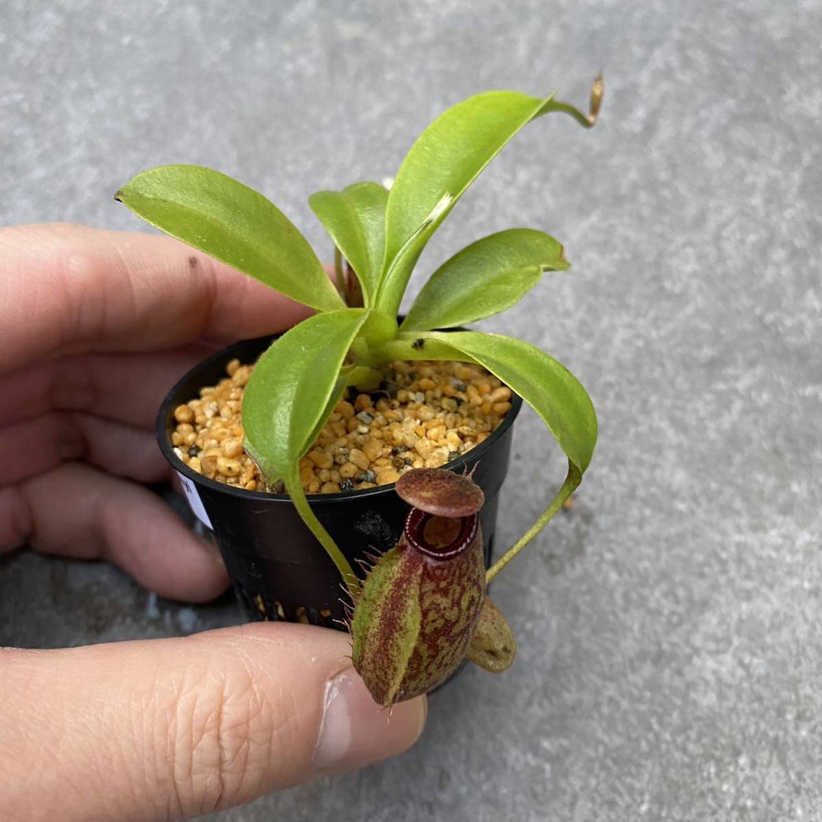 Nepenthes Aristolochioides ネペンテス ウツボカズラ