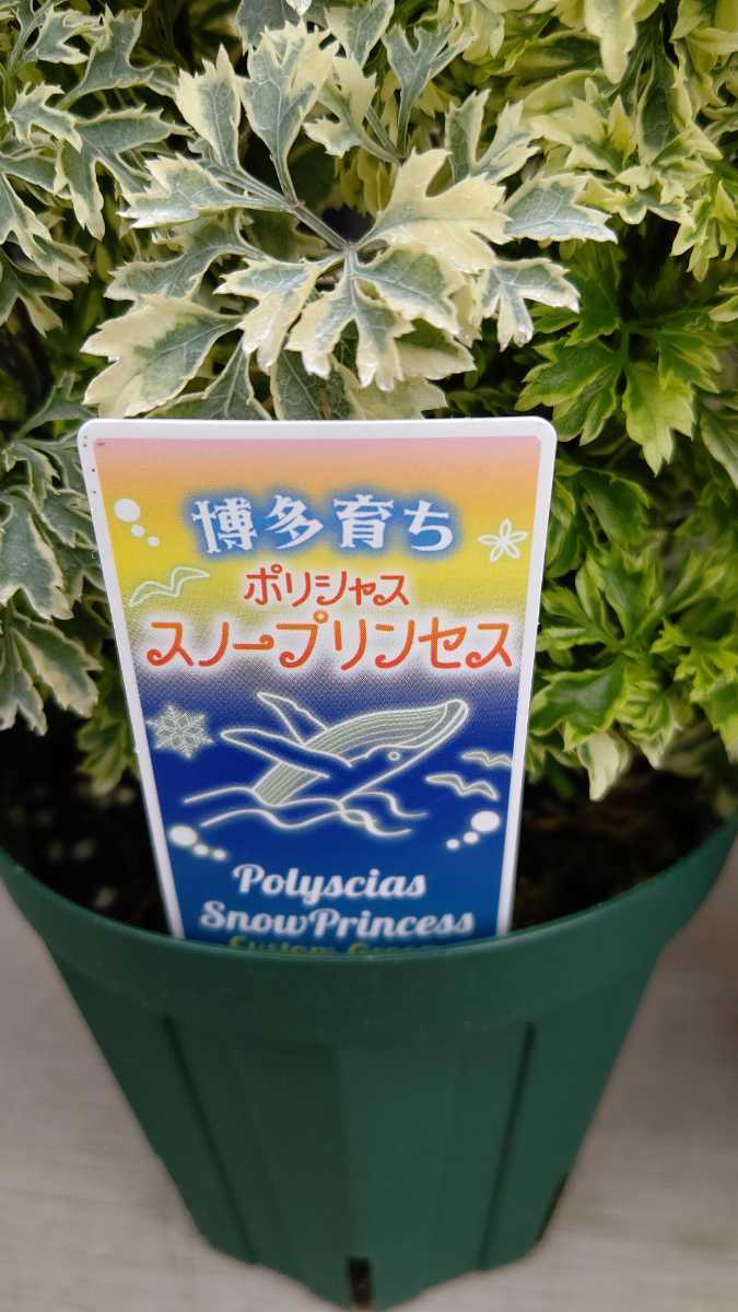 新品 ひなた 斑入り ポリシャス スノープリンセス 台湾もみじ の落札情報詳細 ヤフオク落札価格情報 オークフリー スマートフォン版