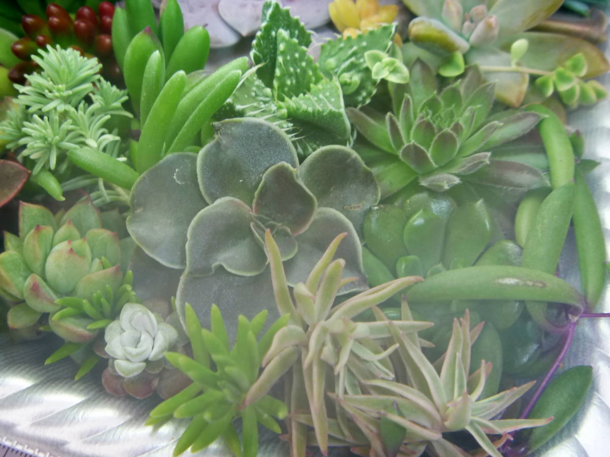 多肉植物 大きなカット苗３０種類４０カット程 フォーカリア厳波 ヌラリス ピンクルビー エケベリア クラッスラ セダム等々 の落札情報詳細 ヤフオク落札価格情報 オークフリー スマートフォン版