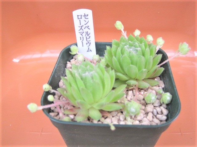 多肉植物】センペルビウム☆ローズマリー☆ 7.5㎝鉢 センペル