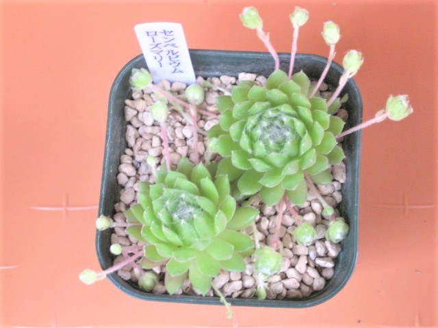 多肉植物】センペルビウム☆ローズマリー☆ 7.5㎝鉢 センペル