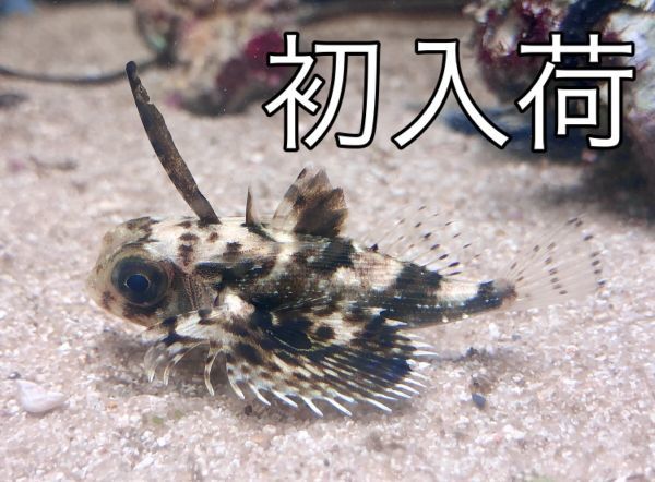 新品 現物 珍珍 セミホウボウ ベビー 海水魚 生体 近海魚 の落札情報詳細 ヤフオク落札価格情報 オークフリー スマートフォン版 新品 現物 珍珍 セミホウボウ ベビー 海水魚 生体 近海魚 の落札情報詳細 ヤフオク落札価格情報 オークフリー スマートフォン版