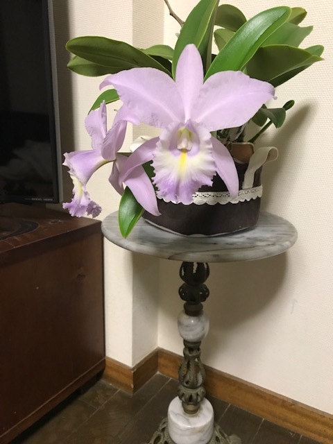 カトレアC.Sea Breez`Blue Ribbon'斑入り葉開花中 Yahoo!オークション -「sea breeze」(鉢植え) の落札相場・落札価格