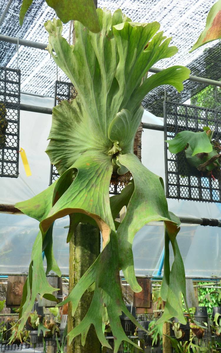 新品】P.nukrop ( P.wallichii × P.holttumii ) @bikamori.com