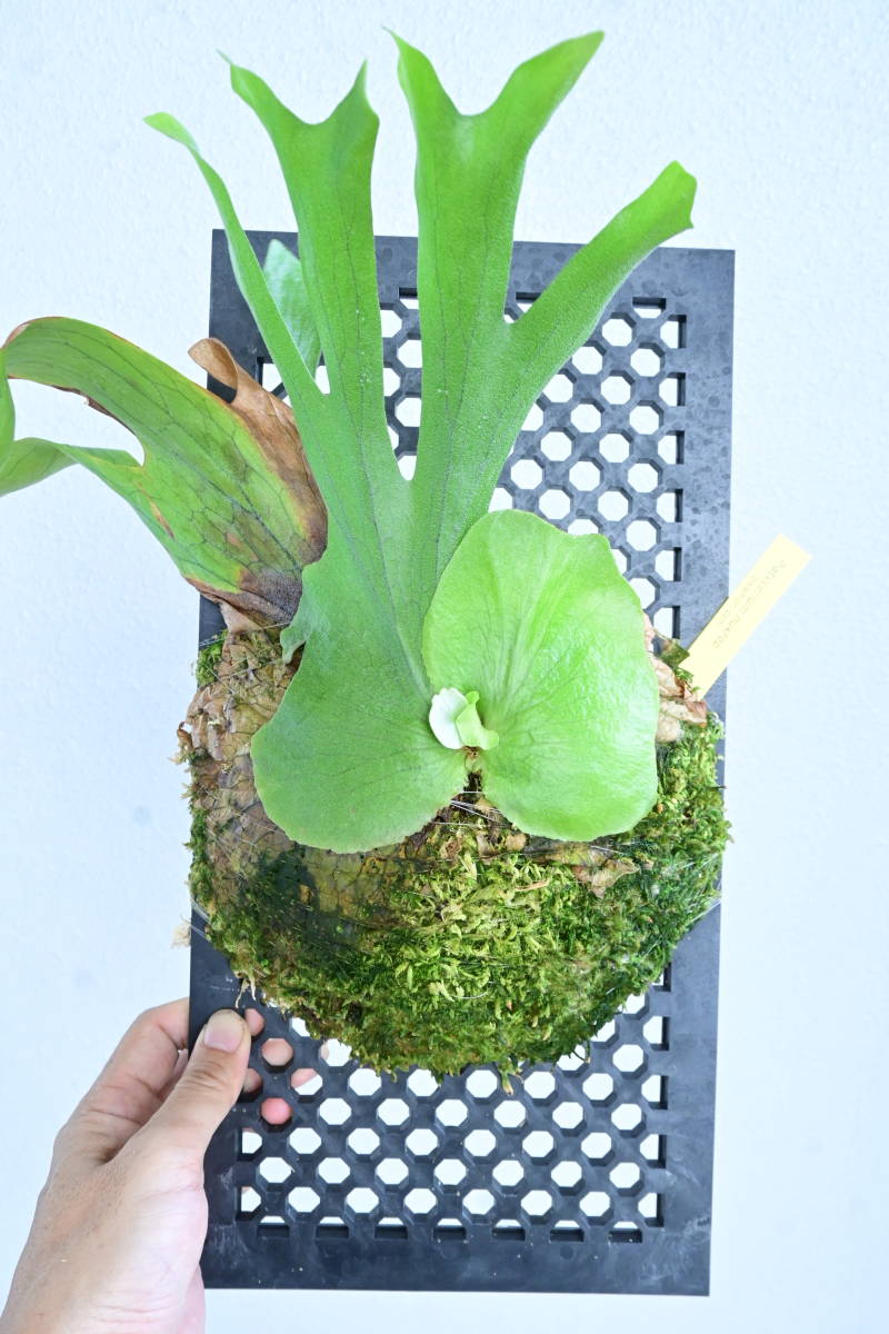 新品】P.nukrop ( P.wallichii × P.holttumii ) @bikamori.com