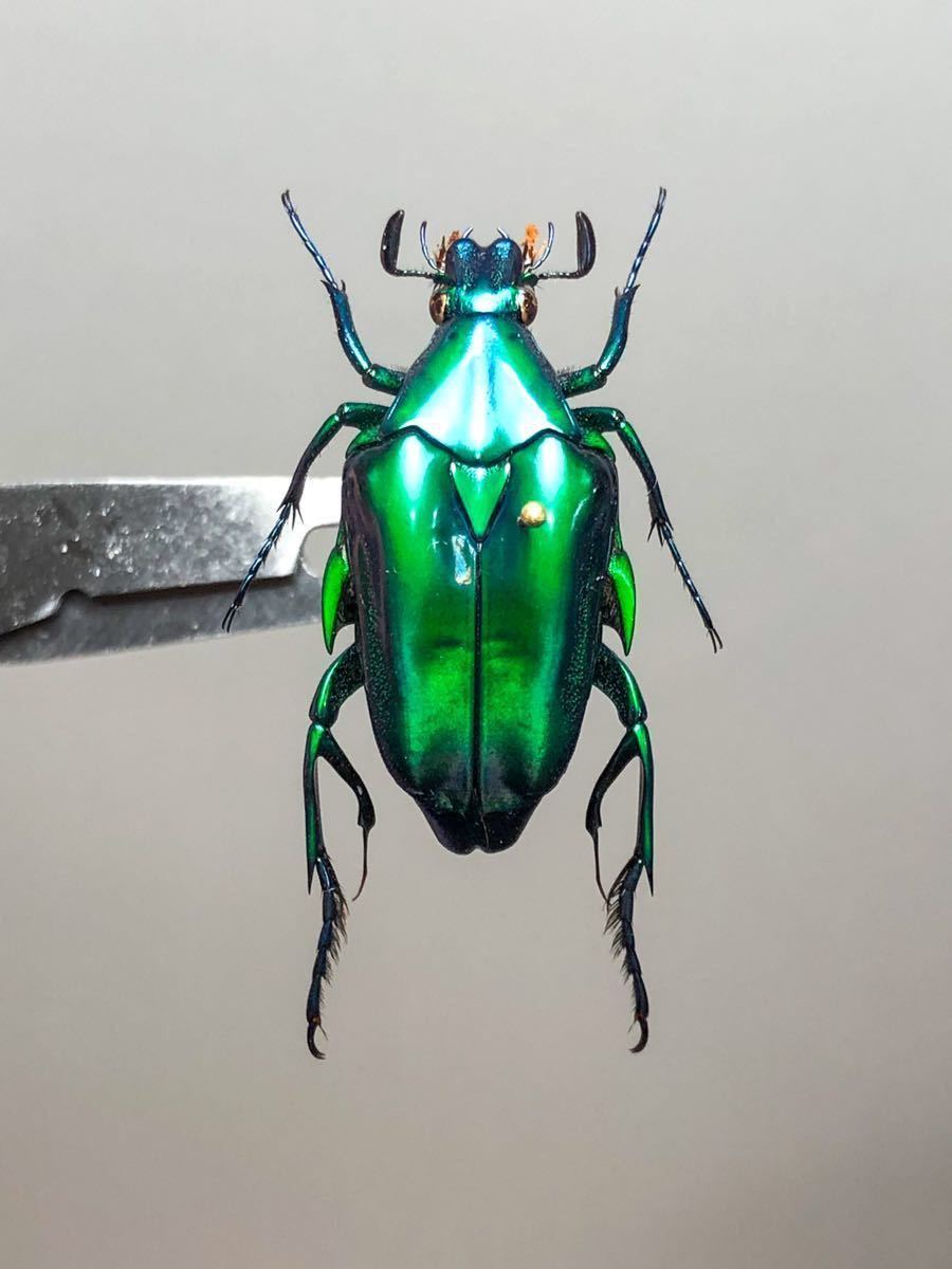 トゲヒレアシハナムグリ Pseudochalcothea pomacea bawangensis【標本