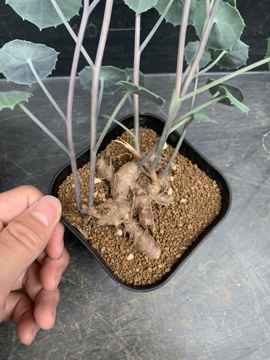 新品】セネシオ・オキシリィフォリウスSenecio oxyriifolius 塊根植物