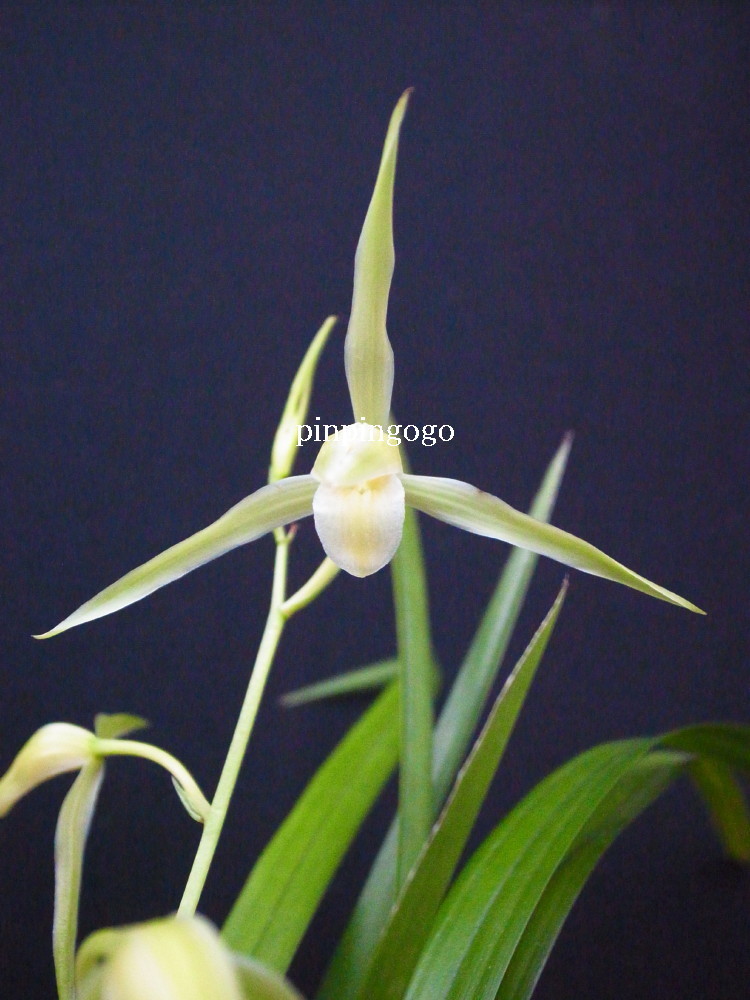 寒蘭 豊雪 （素心花） 花芽付