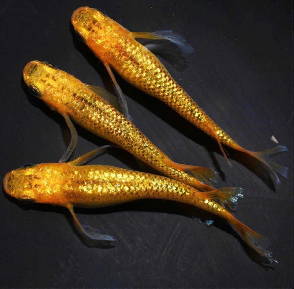 レクリス 現物 舞めだか血統 9匹