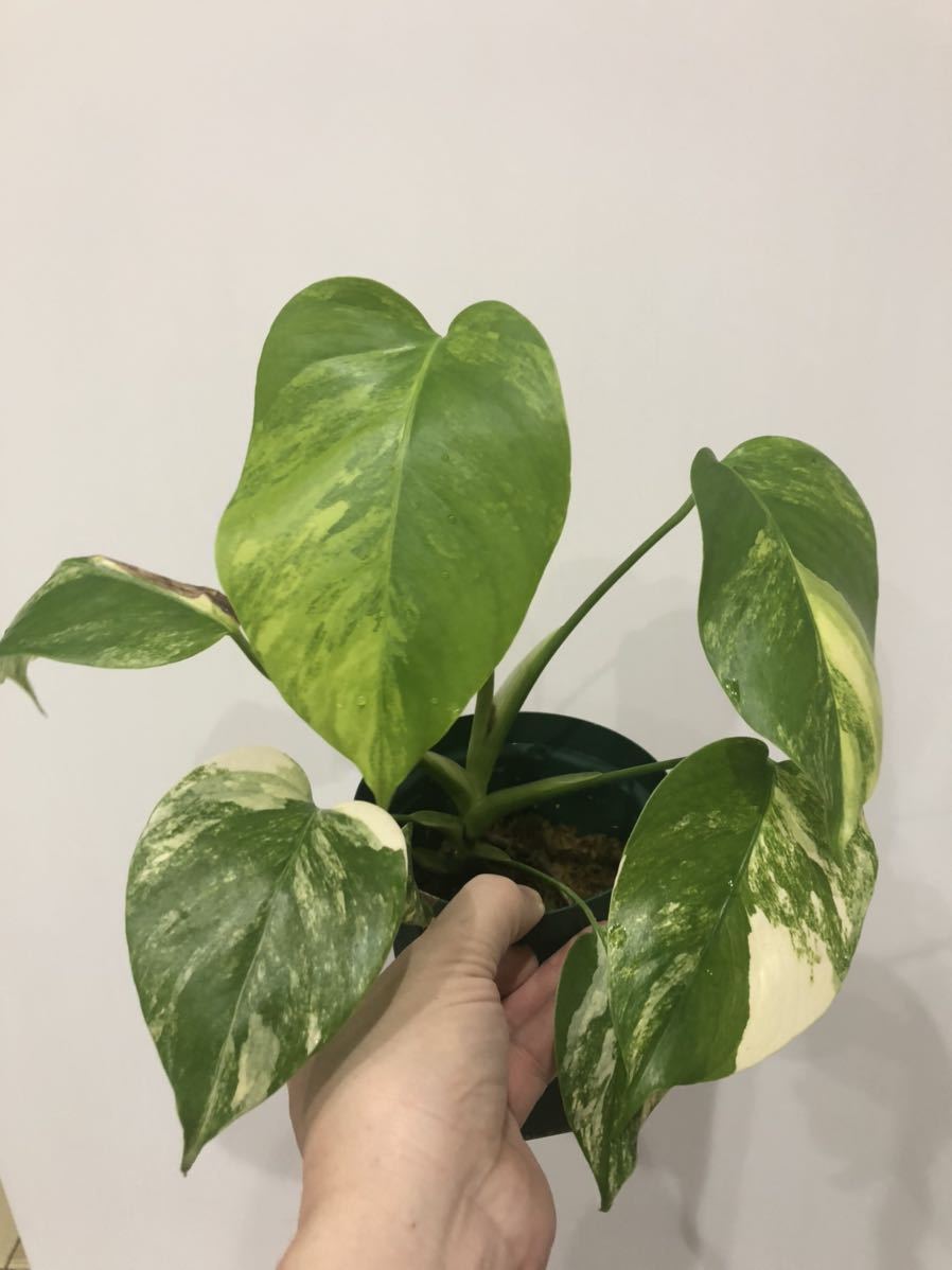 注目 モンステラ 斑入り 美斑 極上株 希少 ハワイ産 植物 観葉植物 Www Kostelski Buk Com