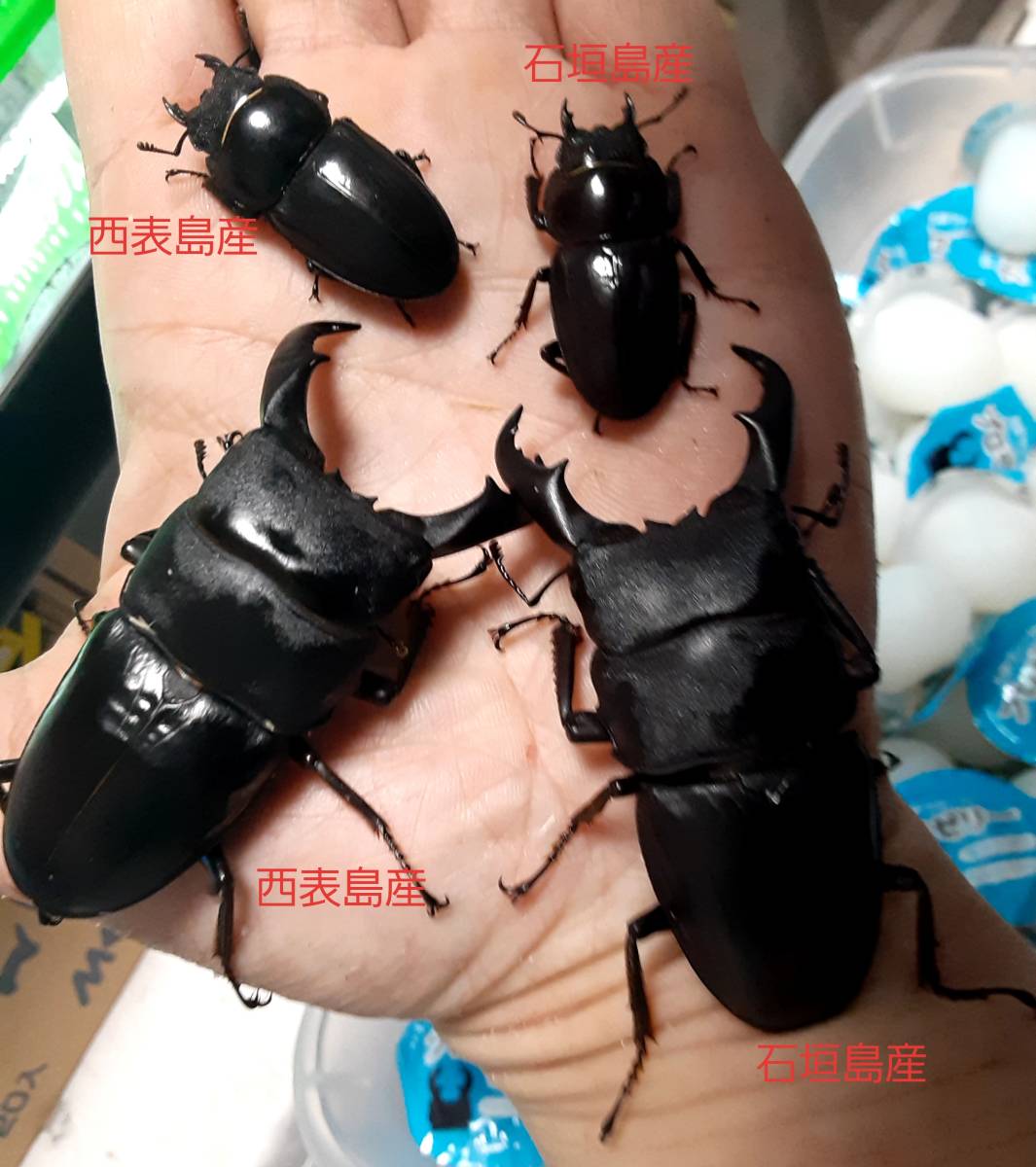 未使用】国産サキシマヒラタクワガタ 1ペア×2産地 （西表島産・石垣島