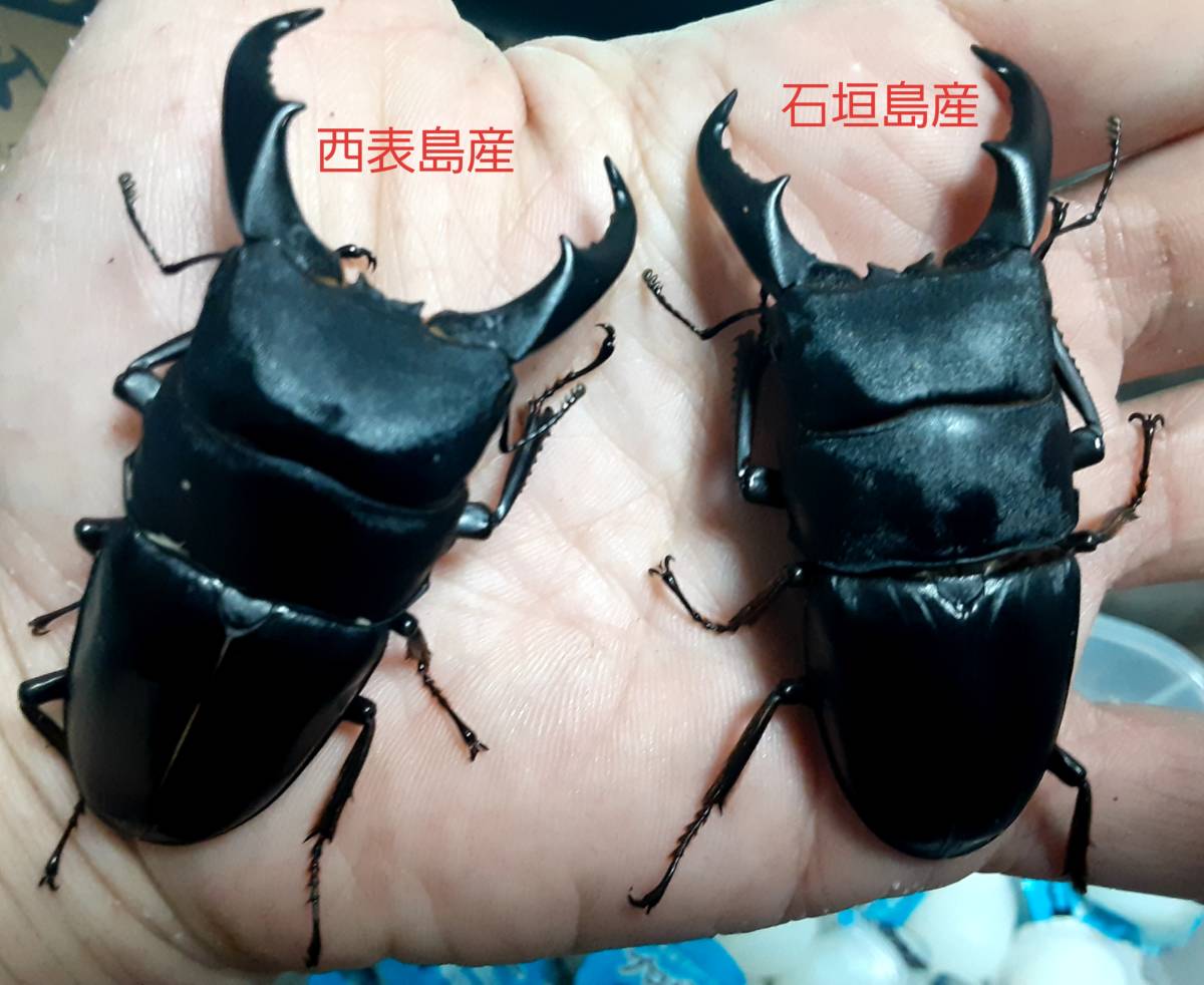 未使用】国産サキシマヒラタクワガタ 1ペア×2産地 （西表島産・石垣島