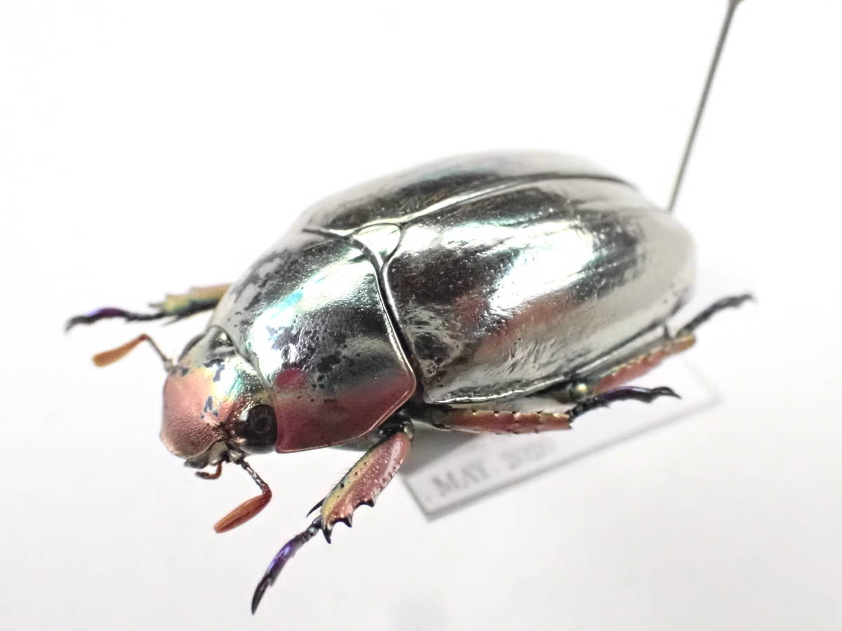 破格一点限り レア 超赤クリサルギレアプラチナコガネ 昆