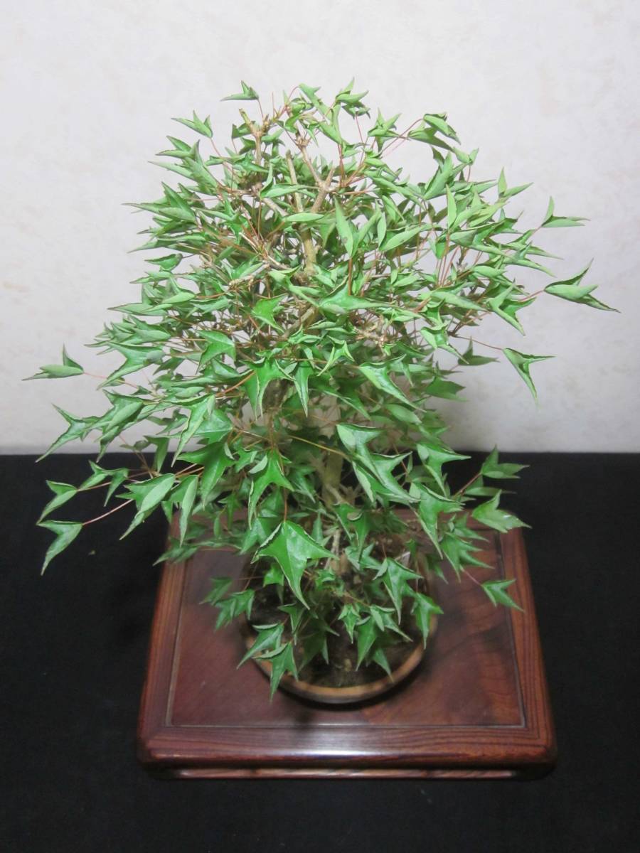 目立った傷や汚れなし】超希少 珍品 奇妙な葉性 ナルトカエデ 鳴門楓