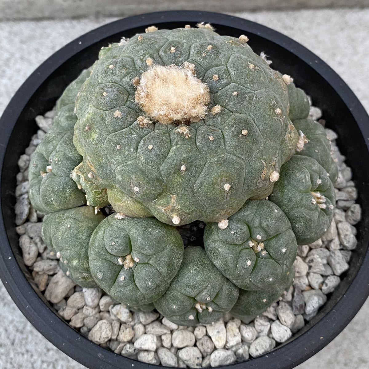 豊富な，低価 ＜サボテン・多肉植物＞ 銀冠玉錦