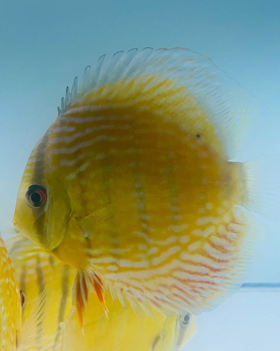 自家繁殖 ロイヤルブルーヘッケルディスカス稚魚 5匹セット ...