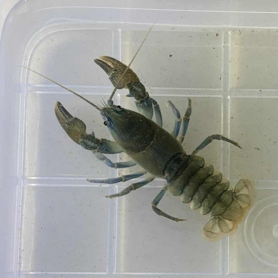 ニホンザリガニ ♂♀35mm~40mm 2ペア