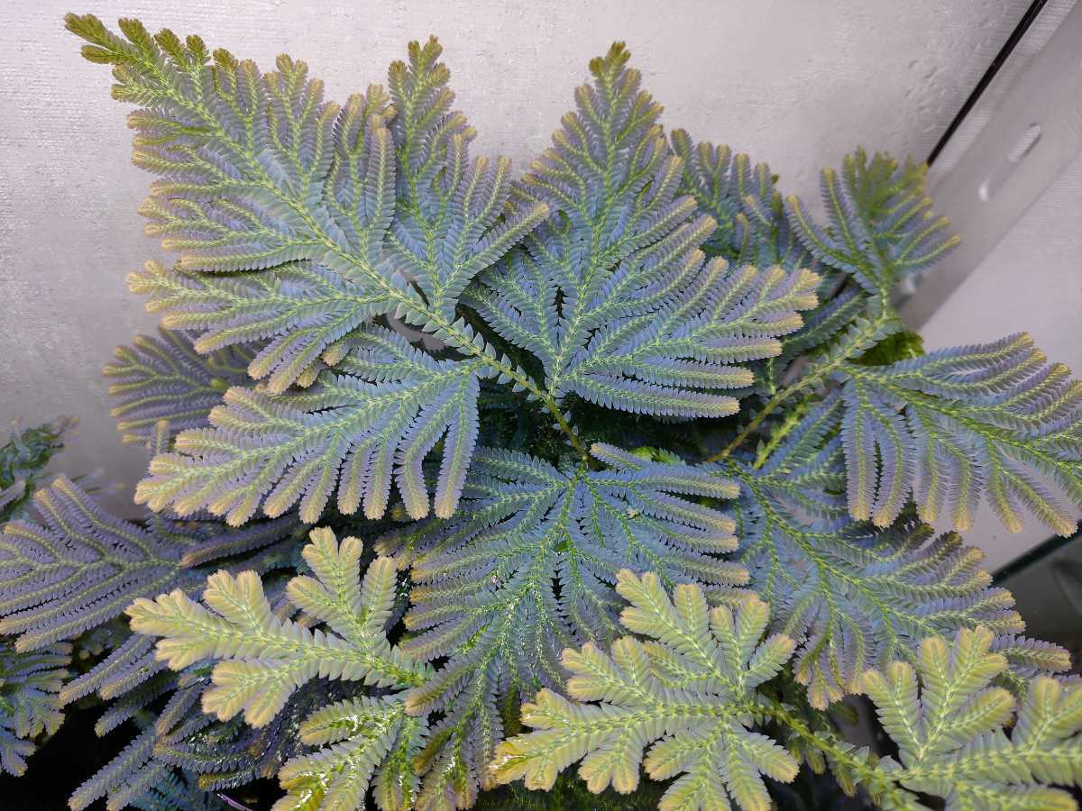 ゼラギネラ　サイアメンシス セラギネラ サイアメンシス 結構前からコレクションしている