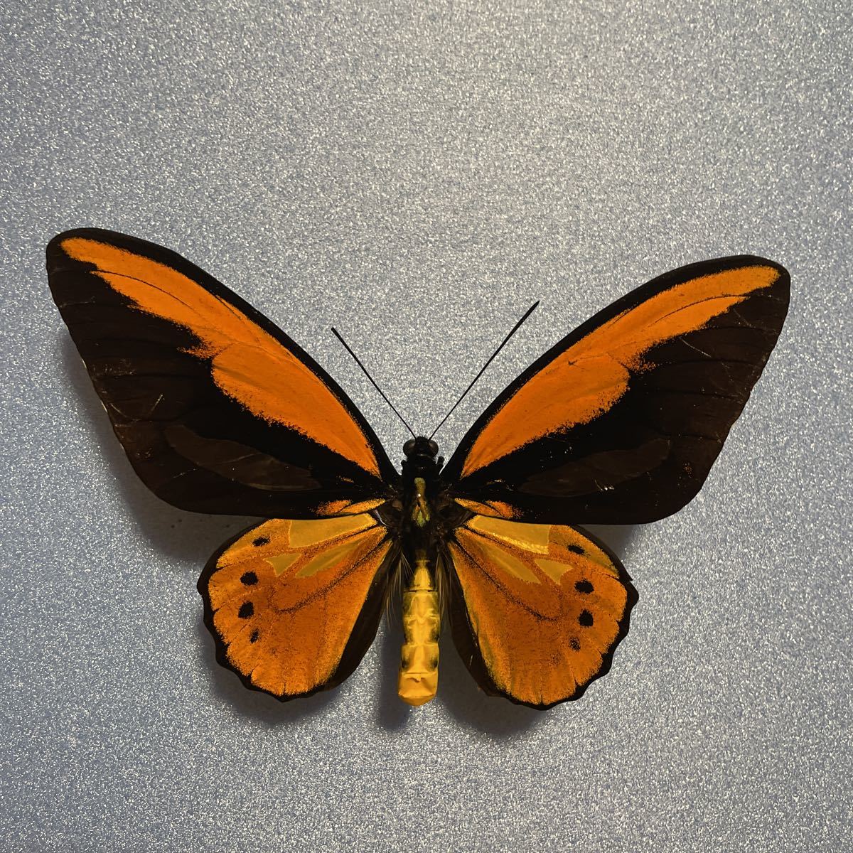 アカメガネトリバネアゲハ ssp.helios ♀ カルシタ 島 産