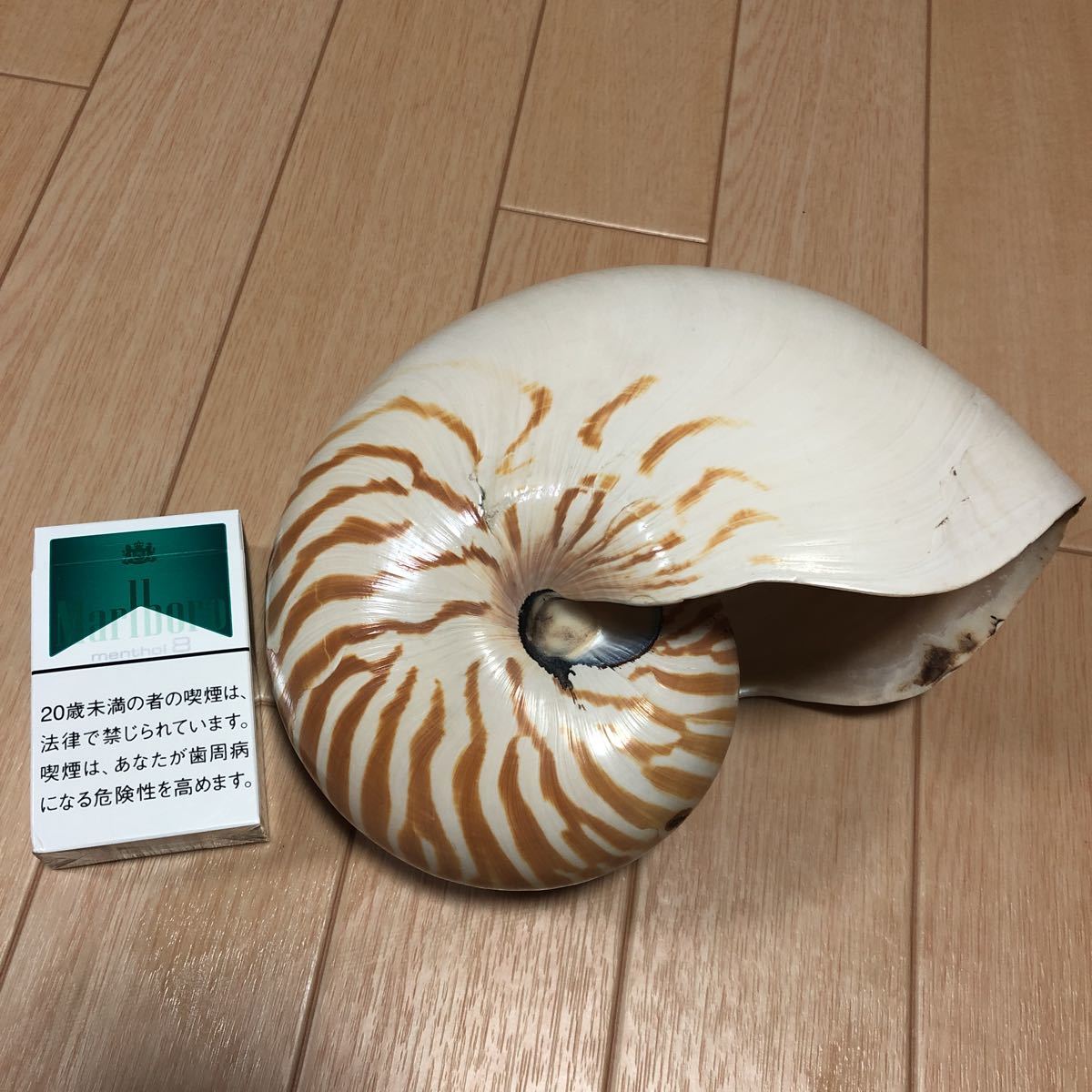 オウムガイ カワイイ大きい貝殻♡インテリア♡シェル♡