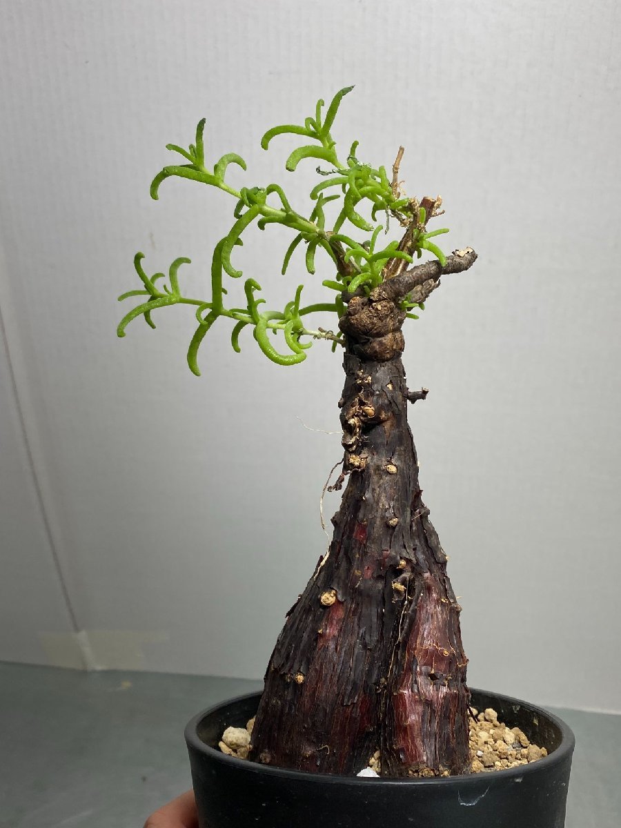 カ7142 「現地」メストクレマ ツベローサム 植え【発根・Mestoklema