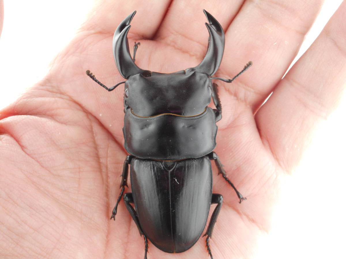 新品】中国産オオクワガタ・即ブリード可能・♂６８ミリ・成虫ペアー ...