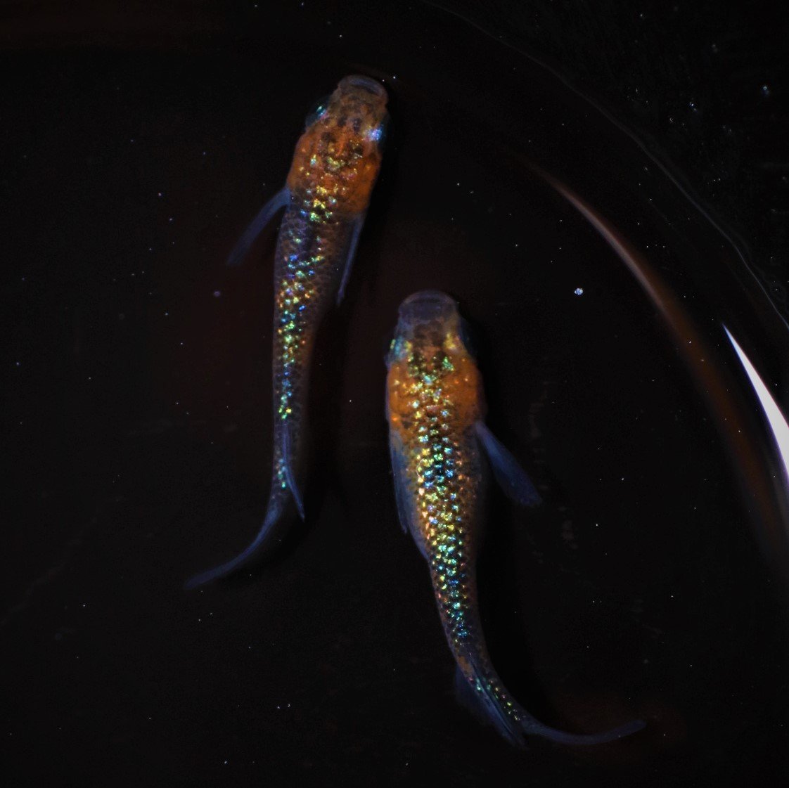 沖縄☆美ら海めだか基地☆　可愛い人気種♪【卑弥呼】めだかの　稚魚（１0匹）+α 沖縄☆美ら海めだか基地☆ 可愛い人気種♪卑弥呼の 稚魚（１0匹）