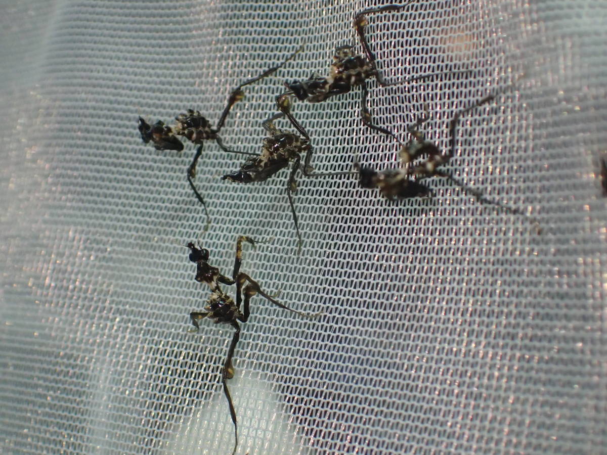 ハナカマキリ 2齢幼虫5匹 + 補償1匹