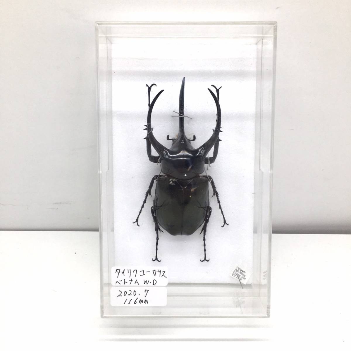 タイリクコーカサス ワイルド ベトナム産 ♂単品 コーカサス