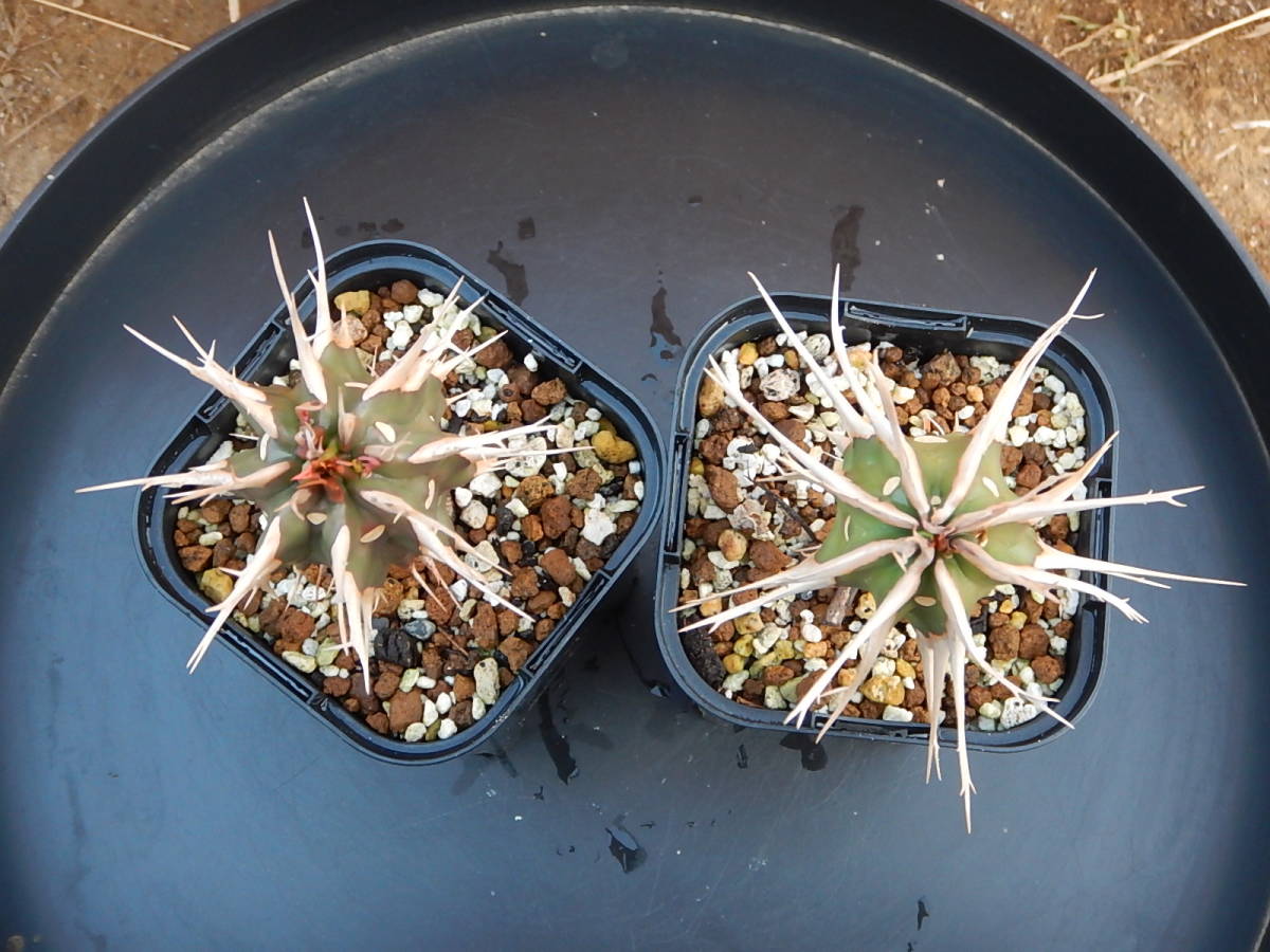 ★ユーフォルビア・ユーホルビア★　噴火竜（山木Ｆ１・強刺選抜） ユーフォルビア・噴火竜 | trigger