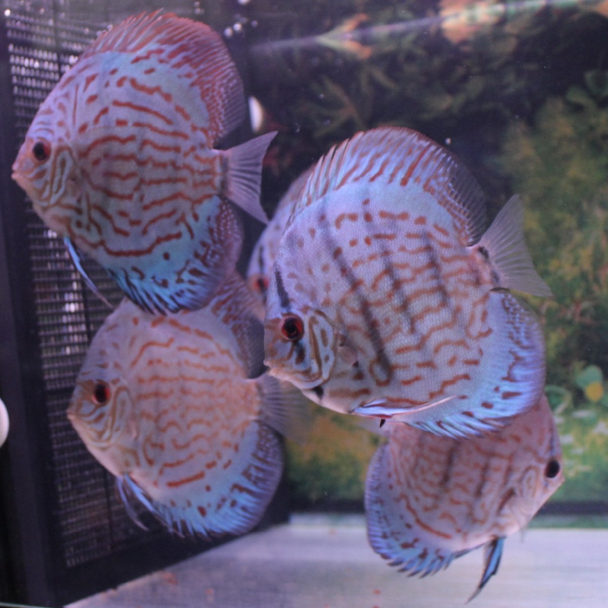 熱帯魚ディスカス5