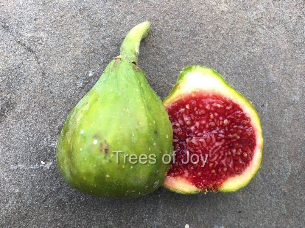 イチジク苗 Verdal Longue 希少品種