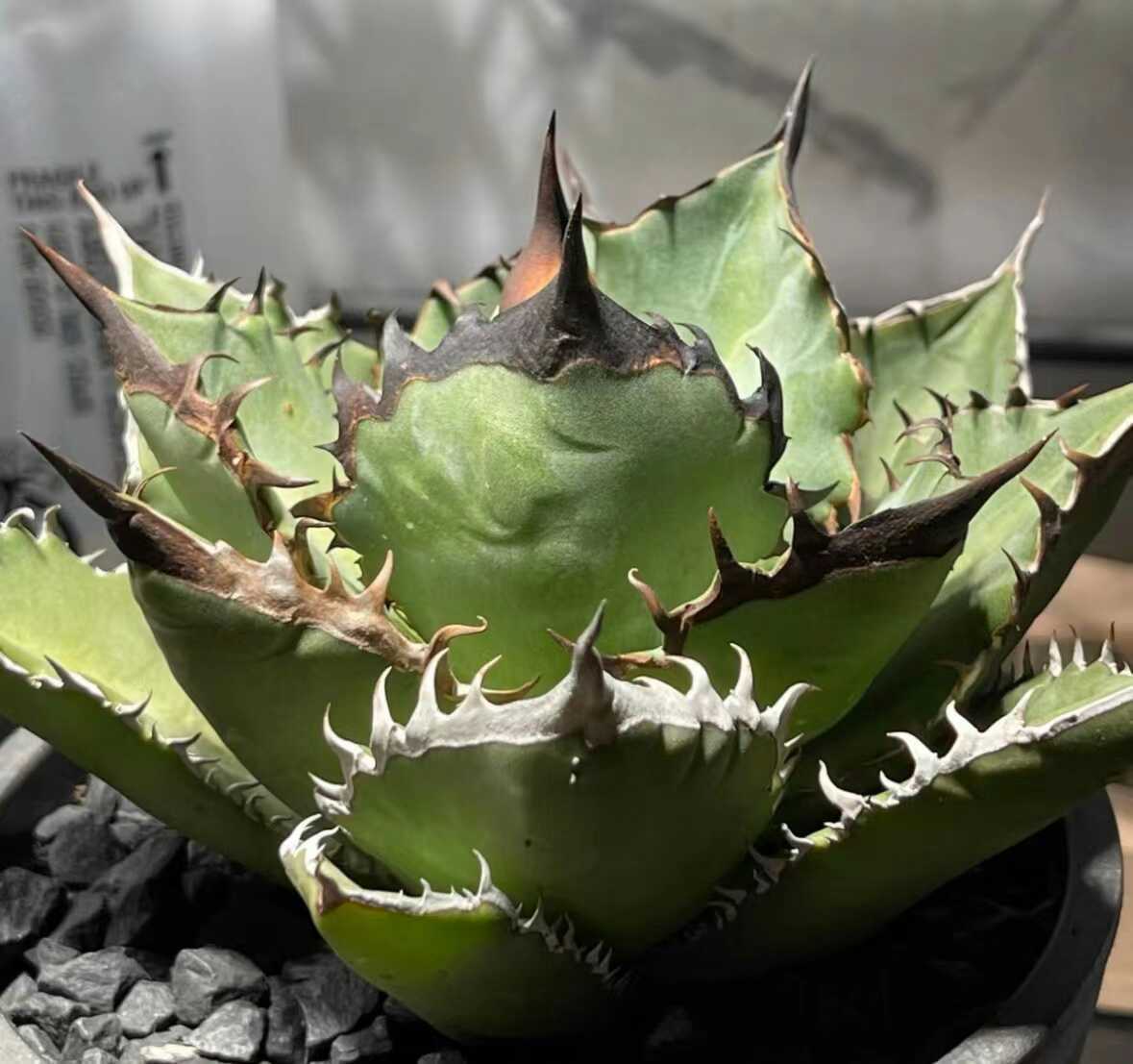 アガベ 多肉植物 チタノタ ブラックファイヤー 黒火焔 厳選発根