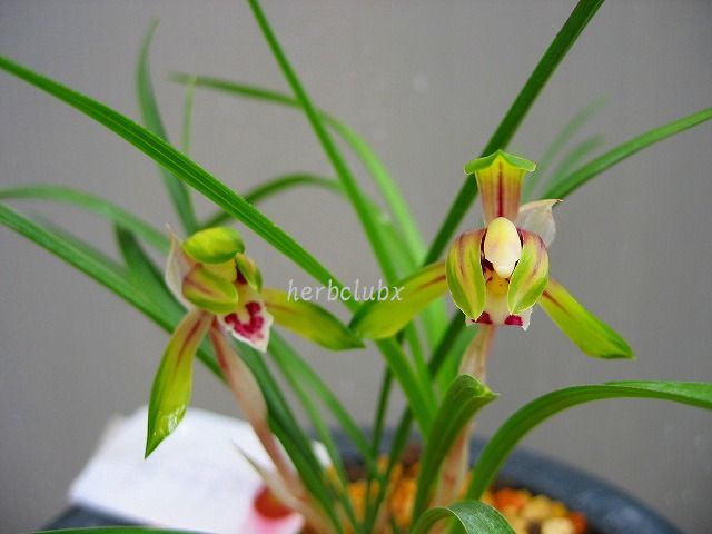 春蘭日本　八雲錦 Yahoo!オークション - 日本春蘭 八雲錦 6本立 &frasl; 寒蘭 富貴蘭 山野草 &frasl;