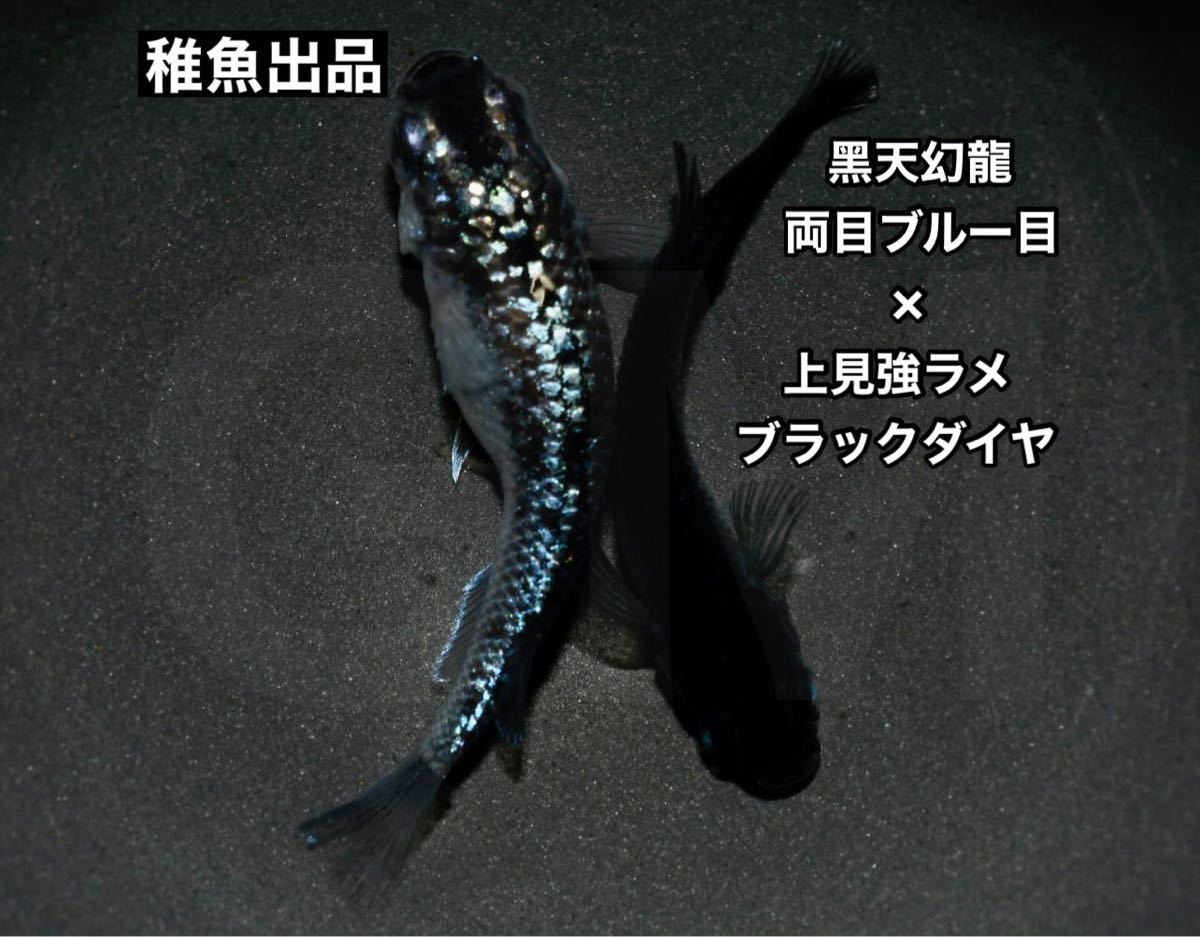楓庵さんお薦め 黒天幻龍 メダカ 5匹