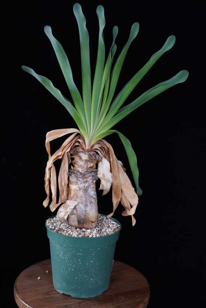 場所空けセール！ 発根管理中 ブーファン ハエマンソイデス ハエ