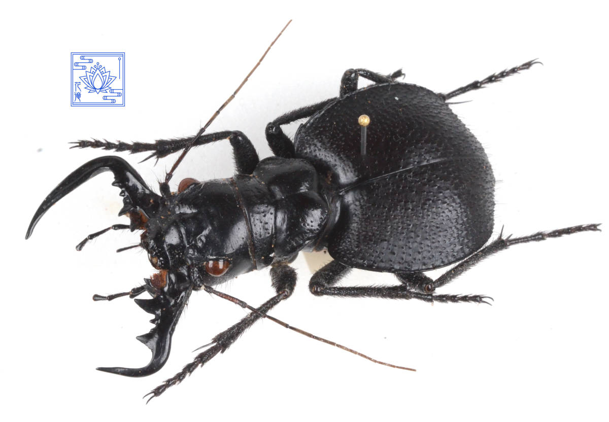 標本】オオエンマハンミョウ 【公式通販】