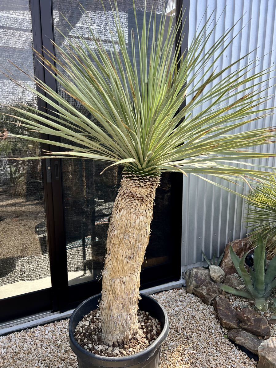 a*5様 ユッカ　ロストラータ ユッカ ロストラータ ユッカ ロストラータ Yucca rostrata 5号 ユッカ